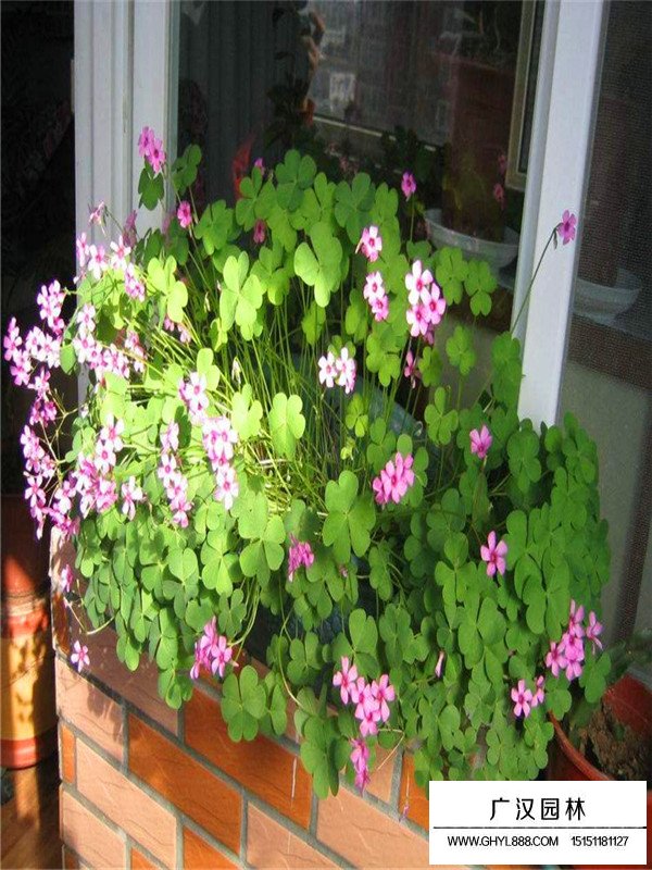 紅花酢漿草的介紹(圖1)