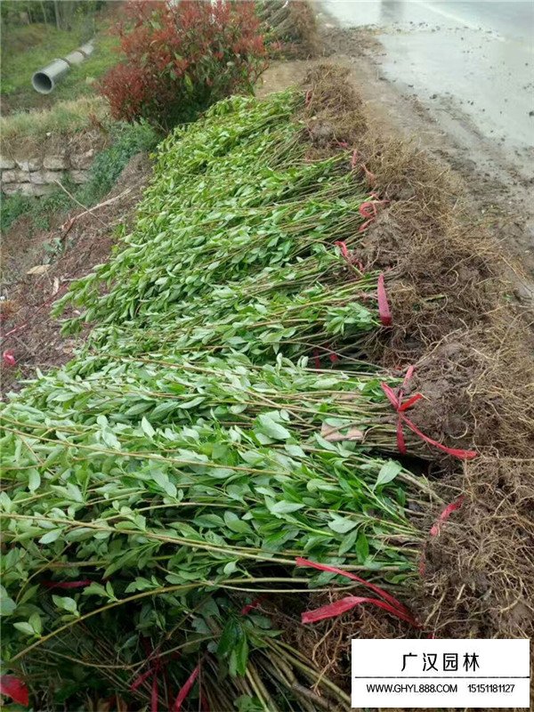 紅王子錦帶的生長(zhǎng)環(huán)境(圖3)