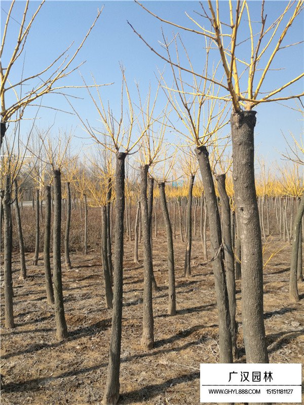 黃金槐能長多高(圖1)