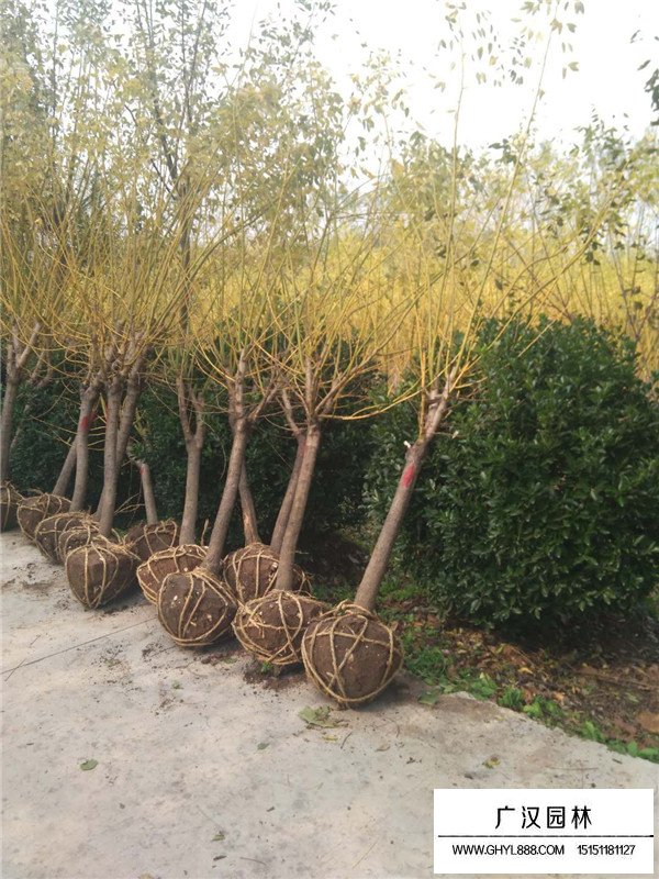 黃金槐能長多高(圖3)