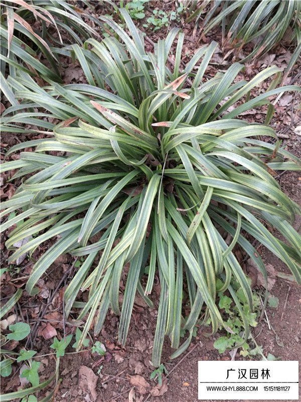 金邊麥冬的產(chǎn)地在哪里(圖1)