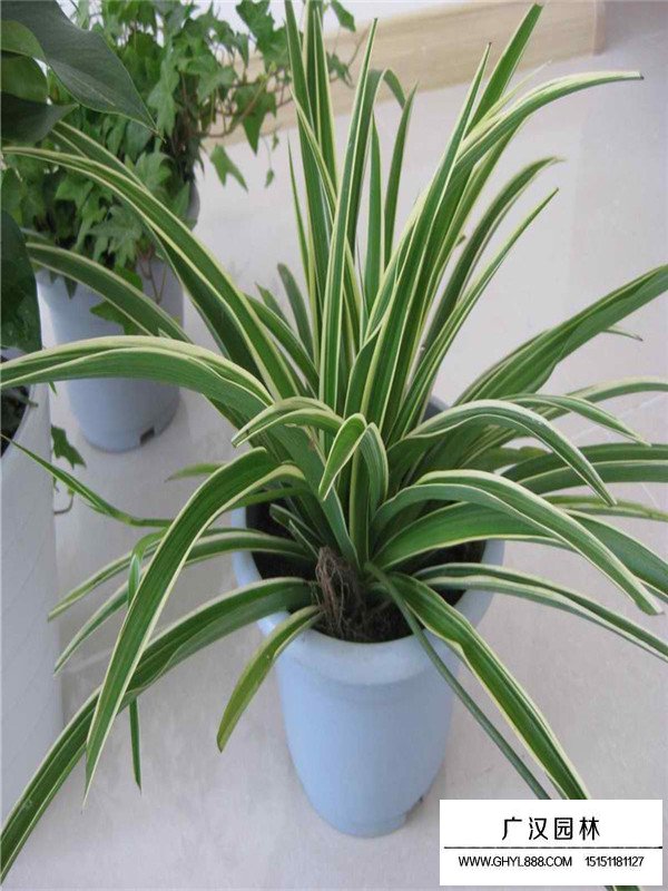 金邊麥冬的產(chǎn)地在哪里(圖2)