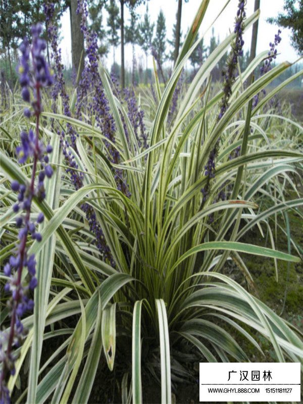 金邊麥冬的產(chǎn)地在哪里(圖3)