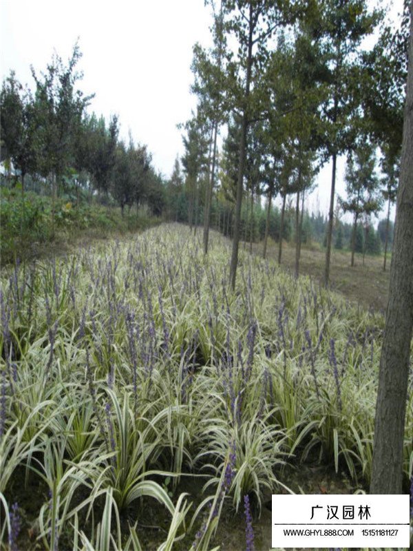 金邊麥冬的產(chǎn)地在哪里(圖4)