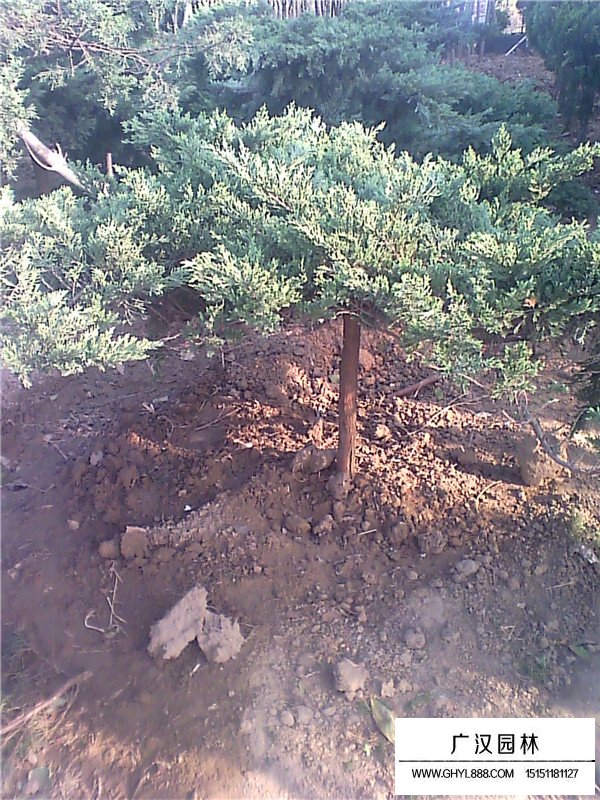 高桿地龍的介紹(圖2)