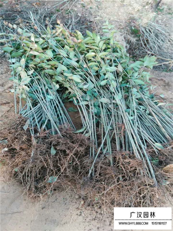 大葉女貞的種植技術(shù)(圖4)