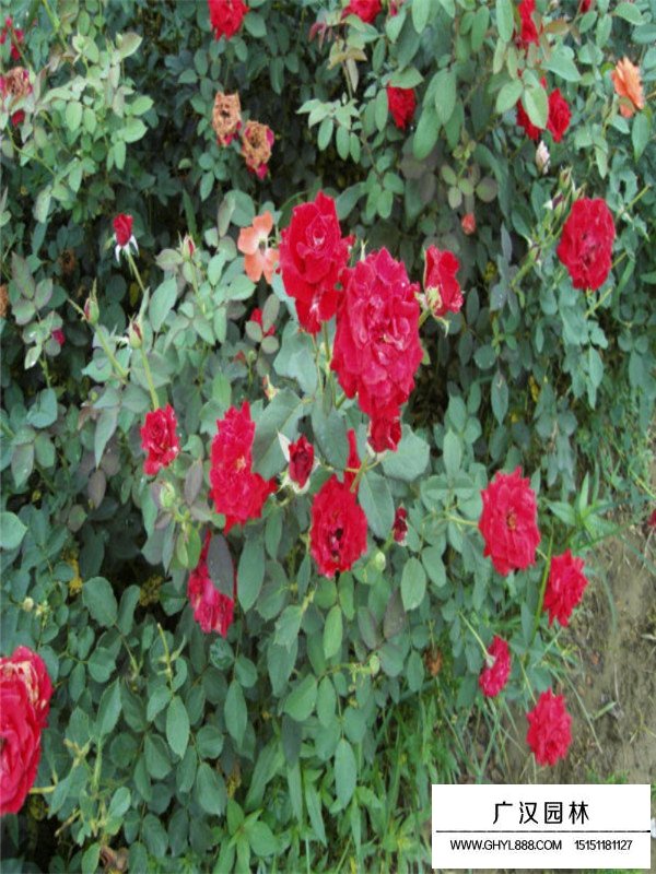 地被月季的生長環(huán)境(圖4)