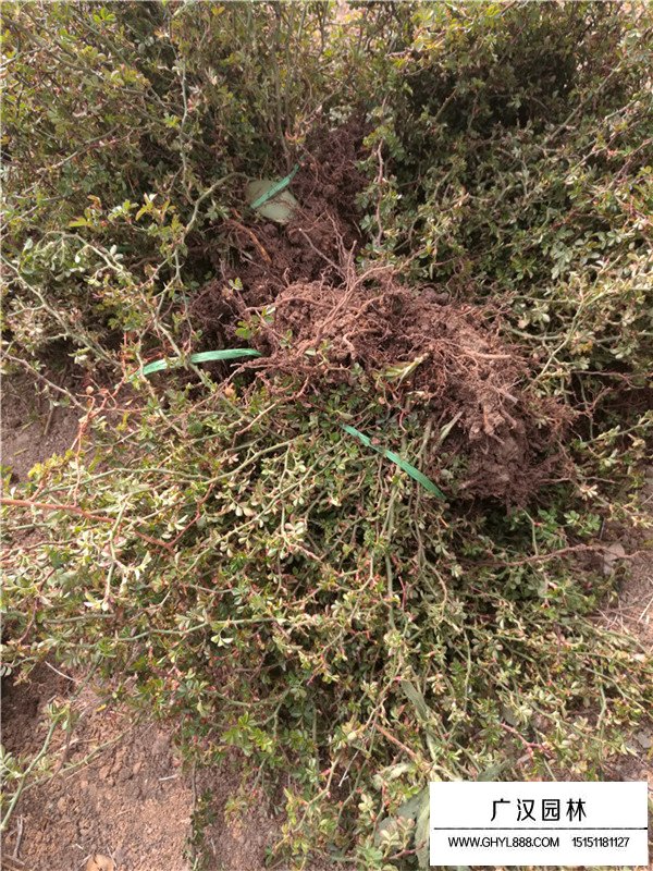 地被月季的生長環(huán)境(圖3)