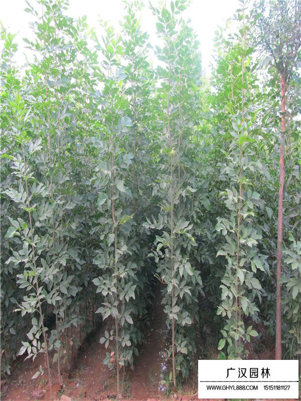 白蠟的養(yǎng)護(hù)技術(shù)(圖1)