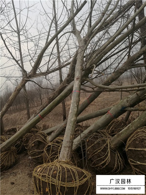 法桐的種植技術(shù)(圖1)