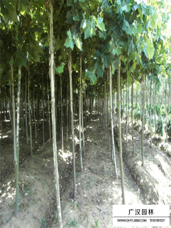 法桐的種植技術(shù)(圖4)