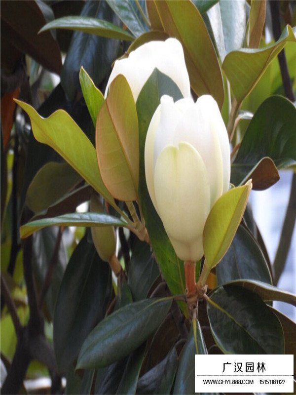 廣玉蘭的介紹(圖1)