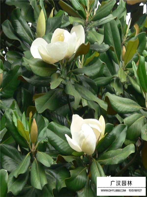廣玉蘭的介紹(圖2)