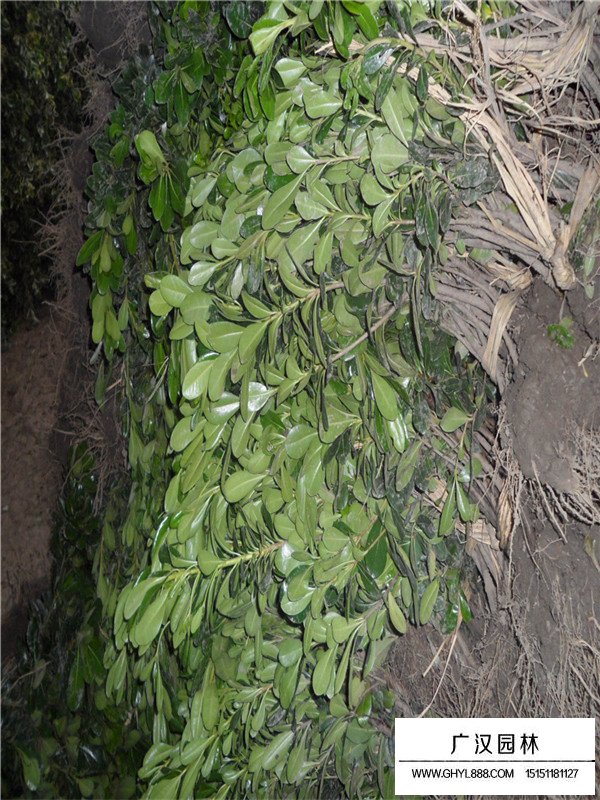 海桐怎么種植(圖1)