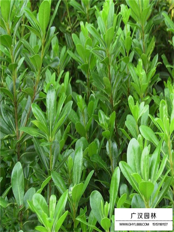 海桐怎么種植(圖3)