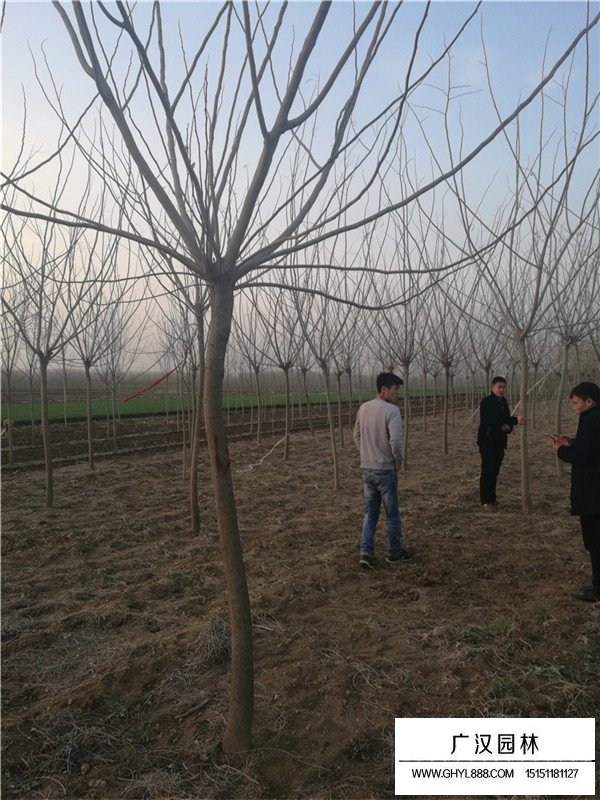 合歡的介紹(圖4)