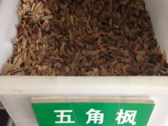 五角楓的種子