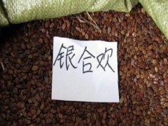 銀合歡種子