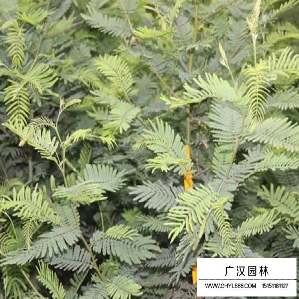 銀合歡種子(圖3)