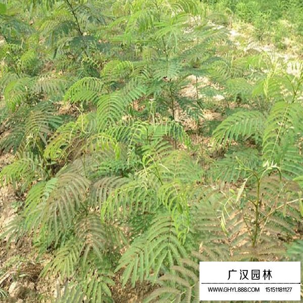 銀合歡種子(圖4)