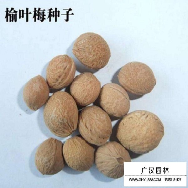 榆葉梅種子(圖2)