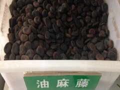 油麻藤種子
