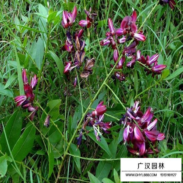 油麻藤種子(圖4)