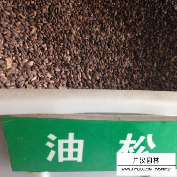油松種子(圖1)