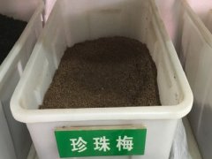 珍珠梅種子