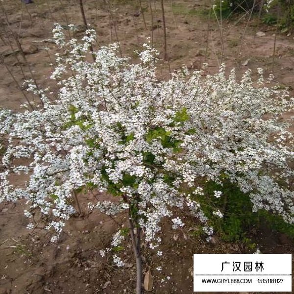 珍珠梅種子(圖3)