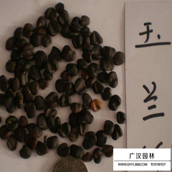 玉蘭種子(圖2)