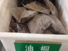 油桐種子