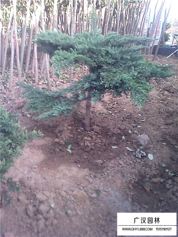 高桿地龍的生長環(huán)境(圖3)