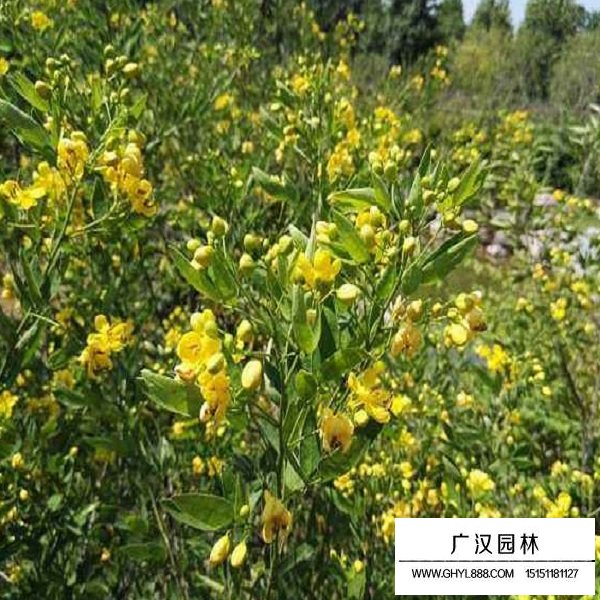 傘房決明種子(圖3)