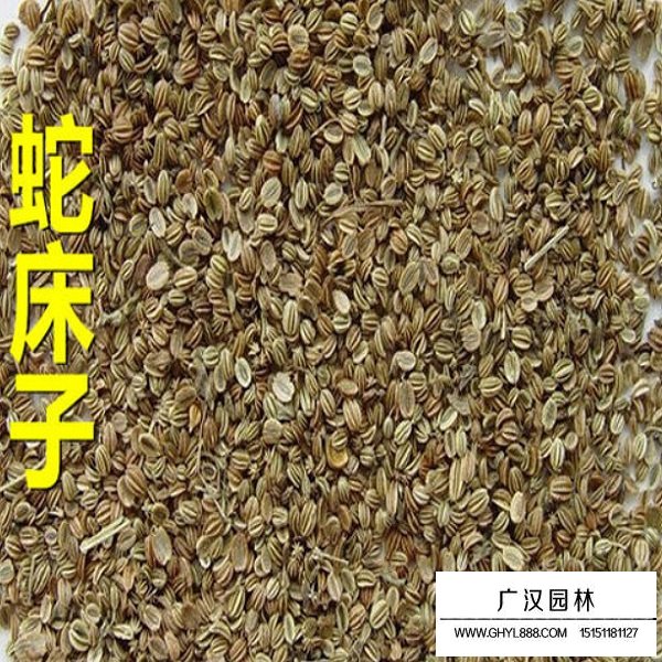 蛇床子的種子(圖2)