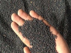 油菜種子