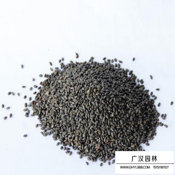 一串紅高桿種子(圖1)