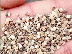 一年生魯冰花種子