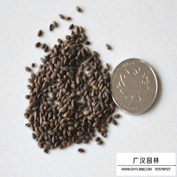 一串紅矮桿種子(圖1)