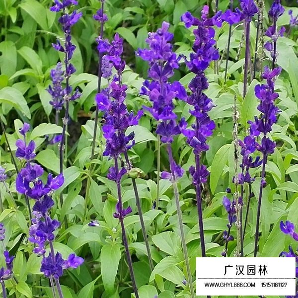 大籽鼠尾野草種子(圖3)