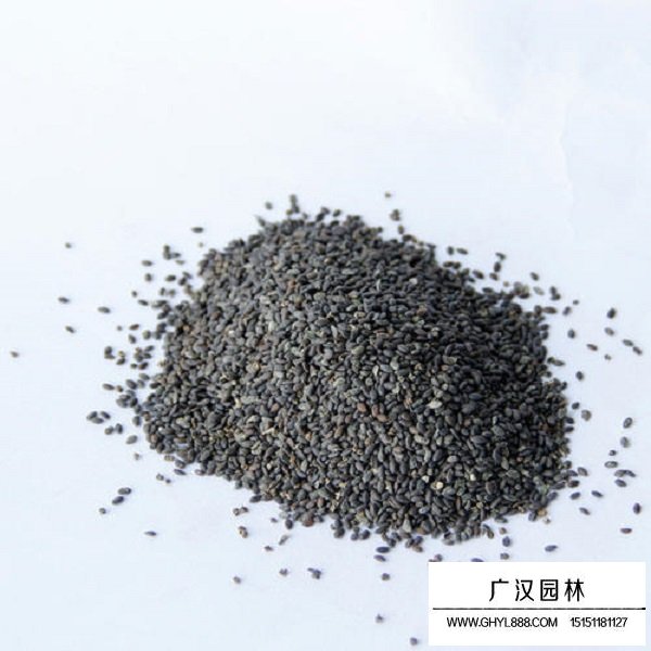 大籽鼠尾野草種子(圖1)