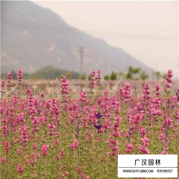 粉鄂鼠尾草種子(圖3)