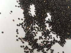 冠狀雞冠花種子