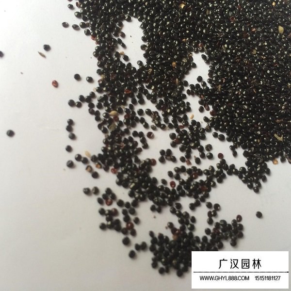 冠狀雞冠花種子(圖1)