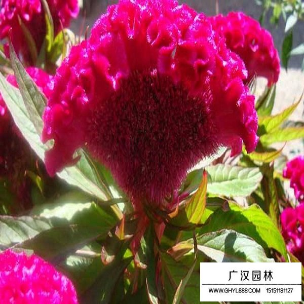 冠狀雞冠花種子(圖2)