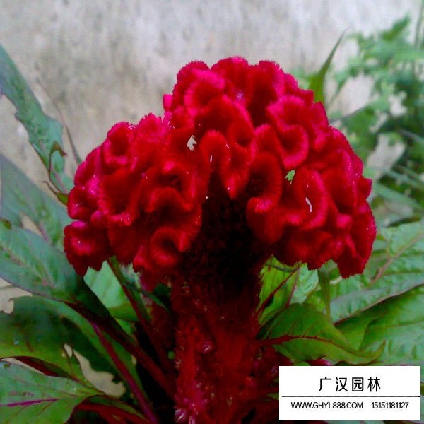 冠狀雞冠花種子(圖4)