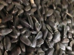 食用向日葵種子