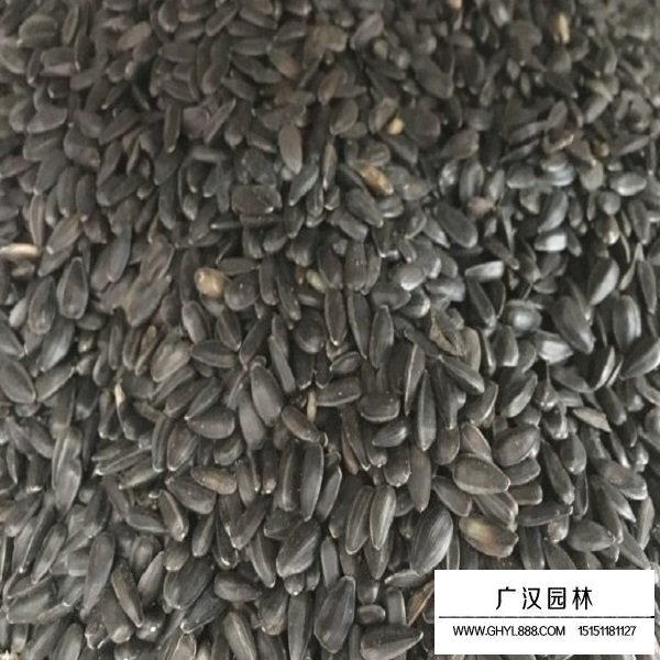 食用向日葵種子(圖2)