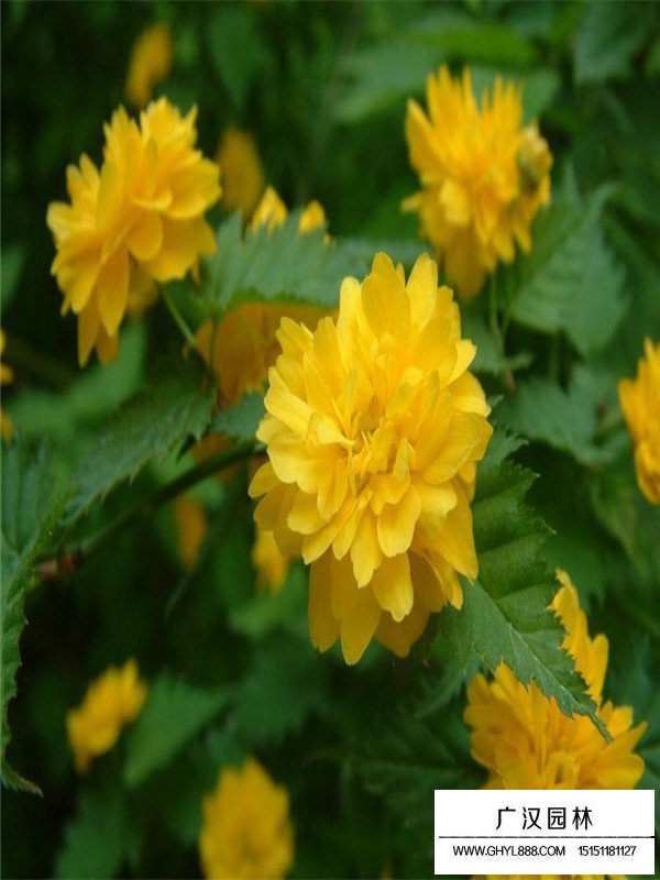 棣棠的介紹(圖3)