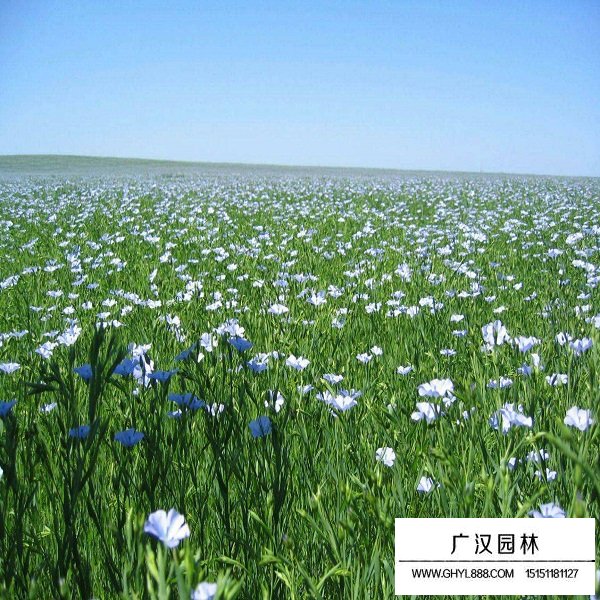 黃金亞麻種子(圖3)